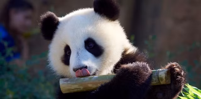 Vi sao gau truc du an chay van beo u?-Hinh-2