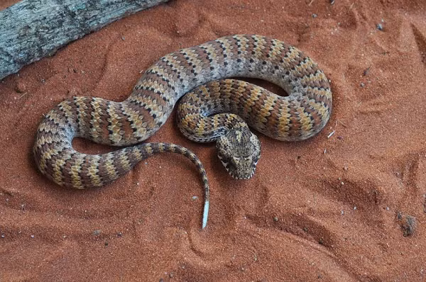 Nhung loai doc xa cuc nguy hiem can tranh xa-Hinh-9