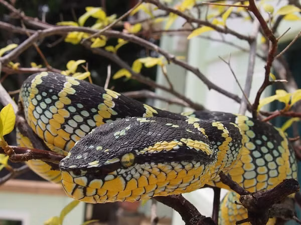 Nhung loai ran doc nhat the gian-Hinh-7