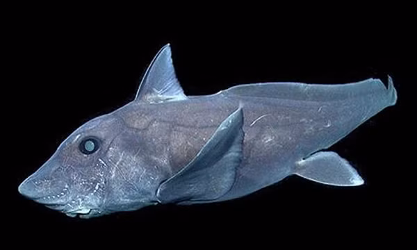 Hoi sinh loai ca map hung du 290 trieu tuoi-Hinh-10