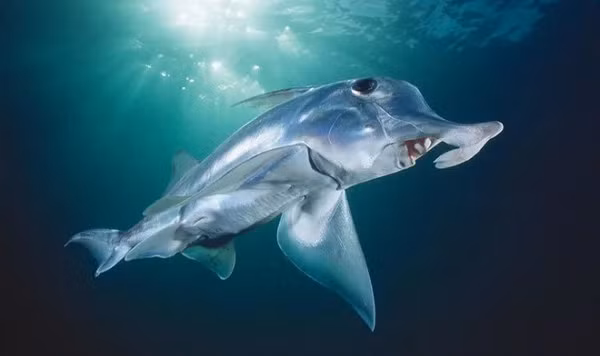 Hoi sinh loai ca map hung du 290 trieu tuoi-Hinh-11