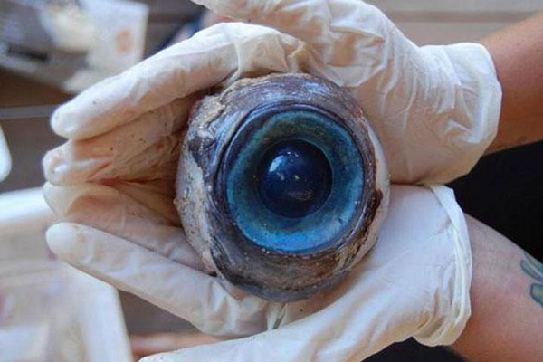 Phát hiện con mắt khổng lồ vô cùng đáng sợ ở biển Phat hien con mat khong lo vo cung dang so o bien