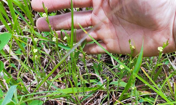 Loại cỏ mọc hoang lại là cây thuốc quý chữa bệnh gan Loai co moc hoang lai la cay thuoc quy chua benh gan
