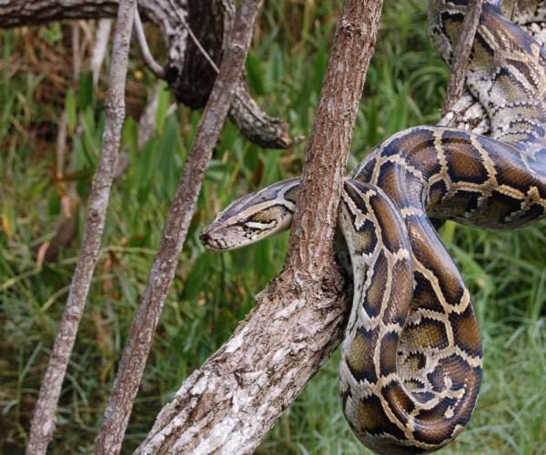 Loai tran dat bi bat tren bien Ha Tinh quy hiem nhu nao?-Hinh-12