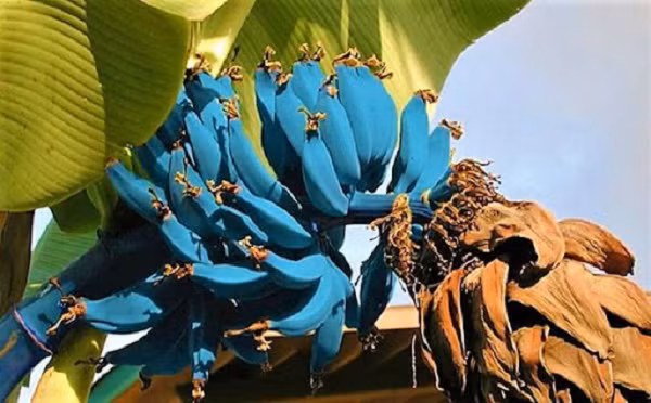 Giong chuoi mau xanh da troi la nhat the gioi