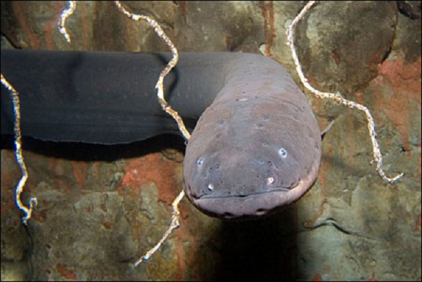 Loài 'thủy quái nước ngọt' không kém bất cứ sát thủ nào - Hình 3 Loai 'thuy quai nuoc ngot' khong kem bat cu sat thu nao-Hinh-3