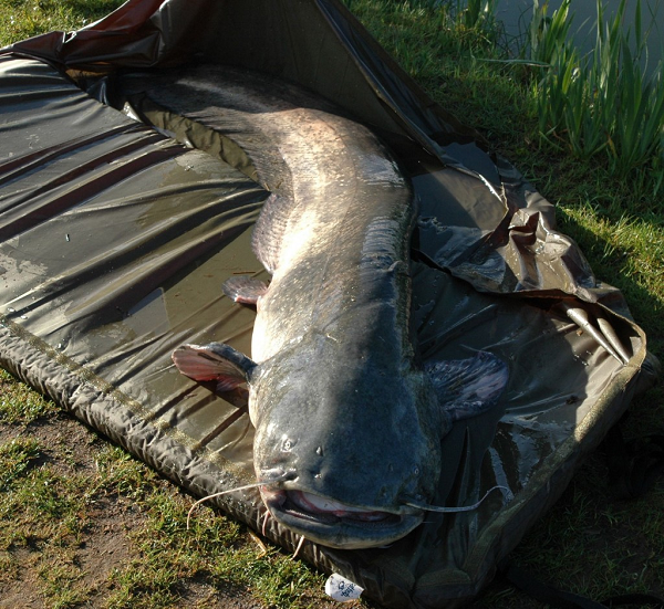 Loài 'thủy quái nước ngọt' không kém bất cứ sát thủ nào - Hình 6 Loai 'thuy quai nuoc ngot' khong kem bat cu sat thu nao-Hinh-6