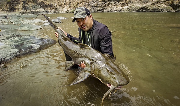 Loài 'thủy quái nước ngọt' không kém bất cứ sát thủ nào - Hình 8 Loai 'thuy quai nuoc ngot' khong kem bat cu sat thu nao-Hinh-8