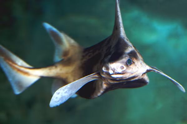 Loai ca cuc la lung khi than ca map, mat giong heo-Hinh-9