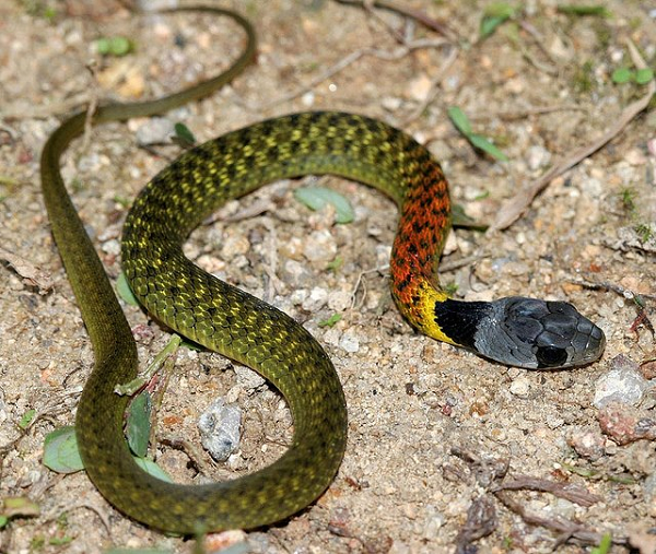 Rắn cắn bé 4 tuổi Quảng Ngãi: Rắn hổ lửa đáng sợ như nào? - Hình 2 Ran can be 4 tuoi Quang Ngai: Ran ho lua dang so nhu nao?-Hinh-2