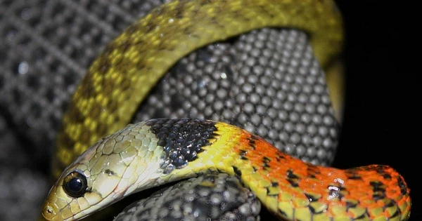 Rắn cắn bé 4 tuổi Quảng Ngãi: Rắn hổ lửa đáng sợ như nào? - Hình 4 Ran can be 4 tuoi Quang Ngai: Ran ho lua dang so nhu nao?-Hinh-4