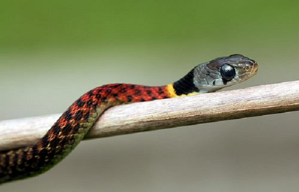 Rắn cắn bé 4 tuổi Quảng Ngãi: Rắn hổ lửa đáng sợ như nào? - Hình 9 Ran can be 4 tuoi Quang Ngai: Ran ho lua dang so nhu nao?-Hinh-9