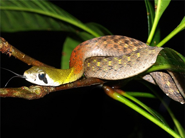 Rắn cắn bé 4 tuổi Quảng Ngãi: Rắn hổ lửa đáng sợ như nào? - Hình 11 Ran can be 4 tuoi Quang Ngai: Ran ho lua dang so nhu nao?-Hinh-11