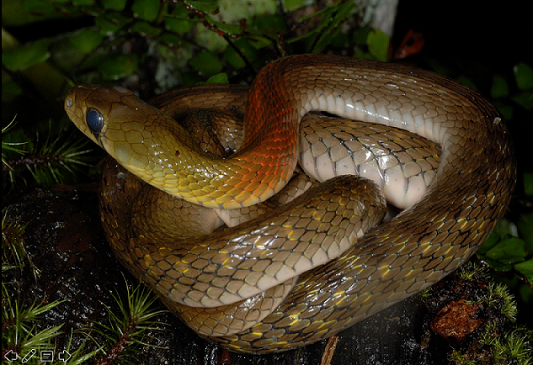 Rắn cắn bé 4 tuổi Quảng Ngãi: Rắn hổ lửa đáng sợ như nào? - Hình 12 Ran can be 4 tuoi Quang Ngai: Ran ho lua dang so nhu nao?-Hinh-12