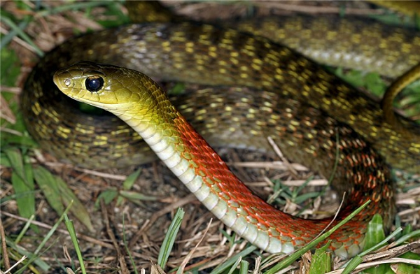 Rắn cắn bé 4 tuổi Quảng Ngãi: Rắn hổ lửa đáng sợ như nào? - Hình 6 Ran can be 4 tuoi Quang Ngai: Ran ho lua dang so nhu nao?-Hinh-6