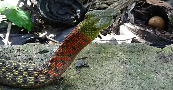 Rắn cắn bé 4 tuổi Quảng Ngãi: Rắn hổ lửa đáng sợ như nào? - Hình 7 Ran can be 4 tuoi Quang Ngai: Ran ho lua dang so nhu nao?-Hinh-7