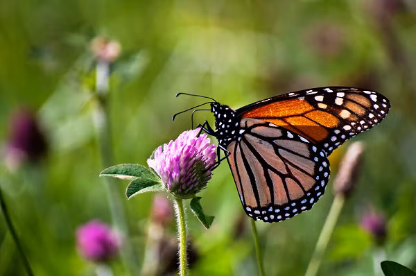 Tan muc loai buom cuc hung du va giet choc-Hinh-4