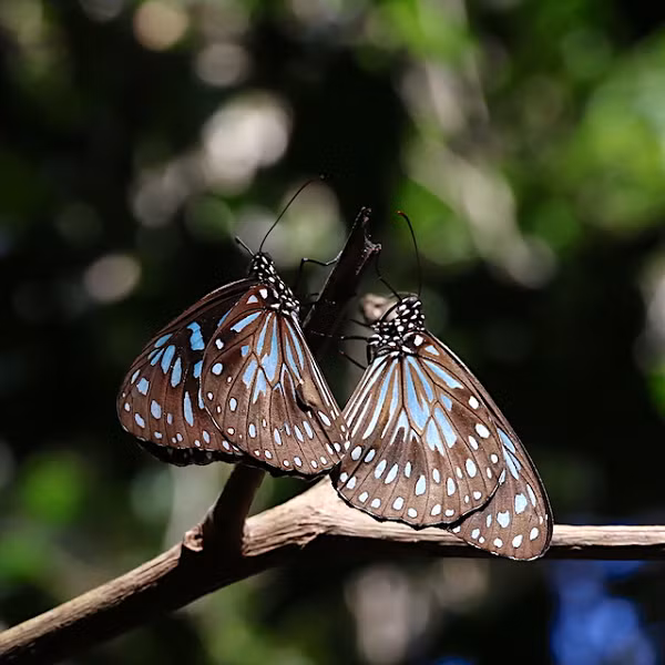 Tan muc loai buom cuc hung du va giet choc-Hinh-11