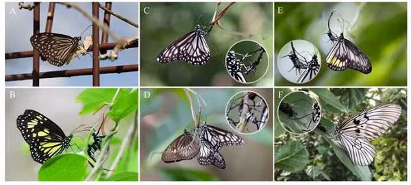 Tan muc loai buom cuc hung du va giet choc-Hinh-2