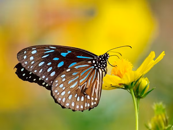 Tan muc loai buom cuc hung du va giet choc-Hinh-7