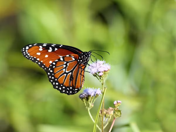 Tan muc loai buom cuc hung du va giet choc-Hinh-5