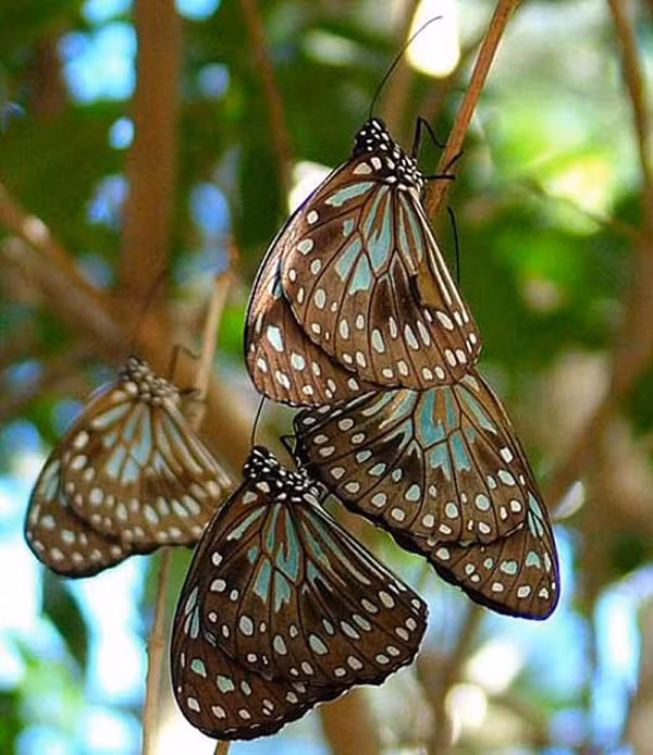 Tan muc loai buom cuc hung du va giet choc-Hinh-9