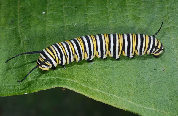 Tan muc loai buom cuc hung du va giet choc-Hinh-8