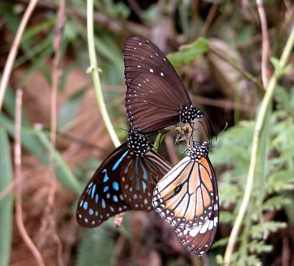 Tan muc loai buom cuc hung du va giet choc-Hinh-3