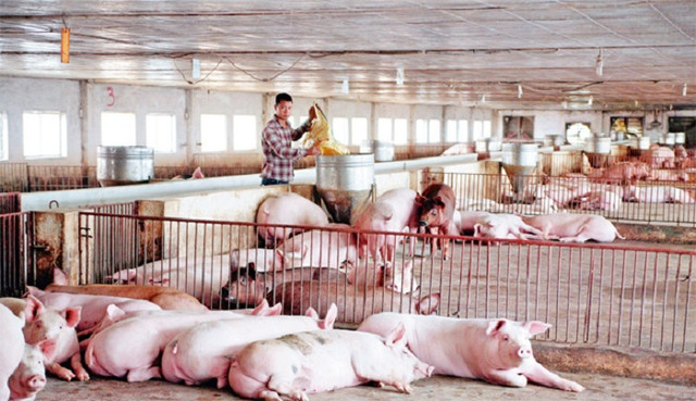 Doanh nghiệp chi 10 triệu USD nhập thịt heo giá 30.000 đồng/kg - Hình 3 Doanh nghiep chi 10 trieu USD nhap thit heo gia 30.000 dong/kg-Hinh-3