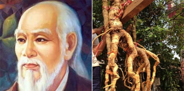 Vì sao đinh lăng được ví như 'nhân sâm của người nghèo'? - Hình 6 Vi sao dinh lang duoc vi nhu 'nhan sam cua nguoi ngheo'?-Hinh-6