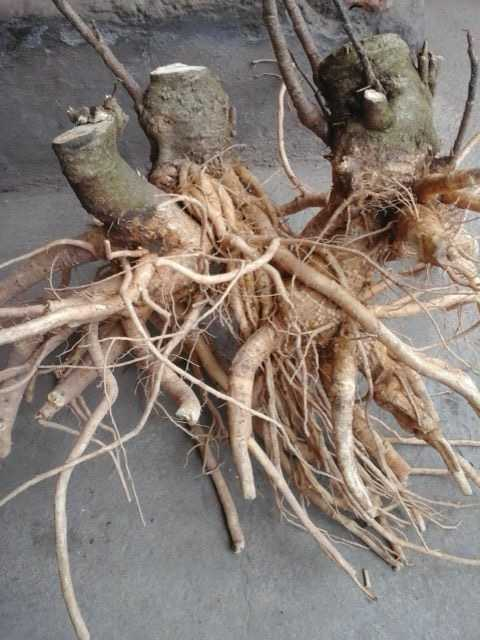 Vì sao đinh lăng được ví như 'nhân sâm của người nghèo'? - Hình 8 Vi sao dinh lang duoc vi nhu 'nhan sam cua nguoi ngheo'?-Hinh-8