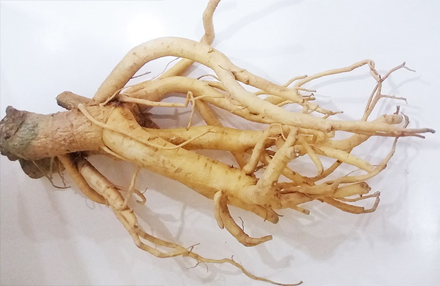 Vì sao đinh lăng được ví như 'nhân sâm của người nghèo'? - Hình 4 Vi sao dinh lang duoc vi nhu 'nhan sam cua nguoi ngheo'?-Hinh-4