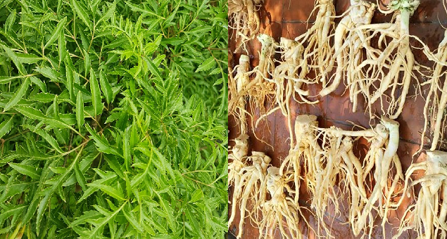 Vì sao đinh lăng được ví như 'nhân sâm của người nghèo'? - Hình 3 Vi sao dinh lang duoc vi nhu 'nhan sam cua nguoi ngheo'?-Hinh-3