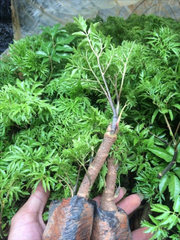 Vì sao đinh lăng được ví như 'nhân sâm của người nghèo'? - Hình 2 Vi sao dinh lang duoc vi nhu 'nhan sam cua nguoi ngheo'?-Hinh-2