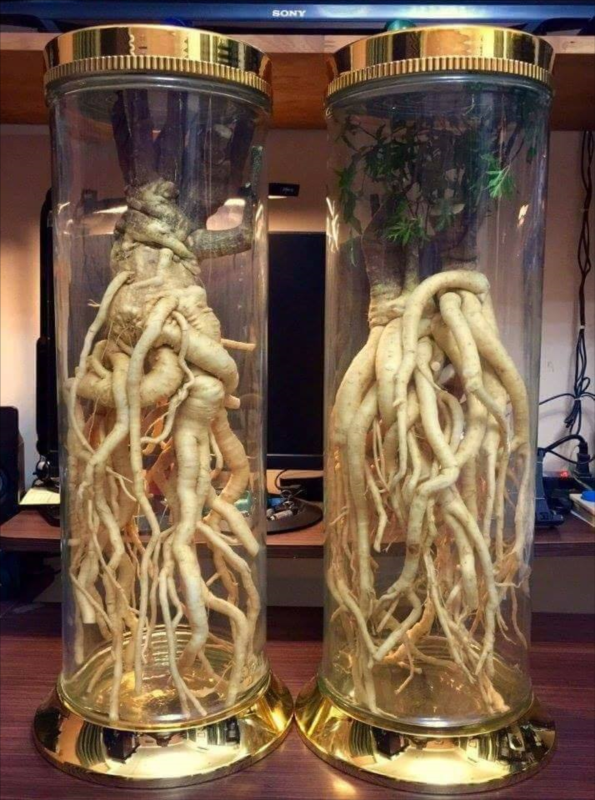 Vì sao đinh lăng được ví như 'nhân sâm của người nghèo'? - Hình 7 Vi sao dinh lang duoc vi nhu 'nhan sam cua nguoi ngheo'?-Hinh-7