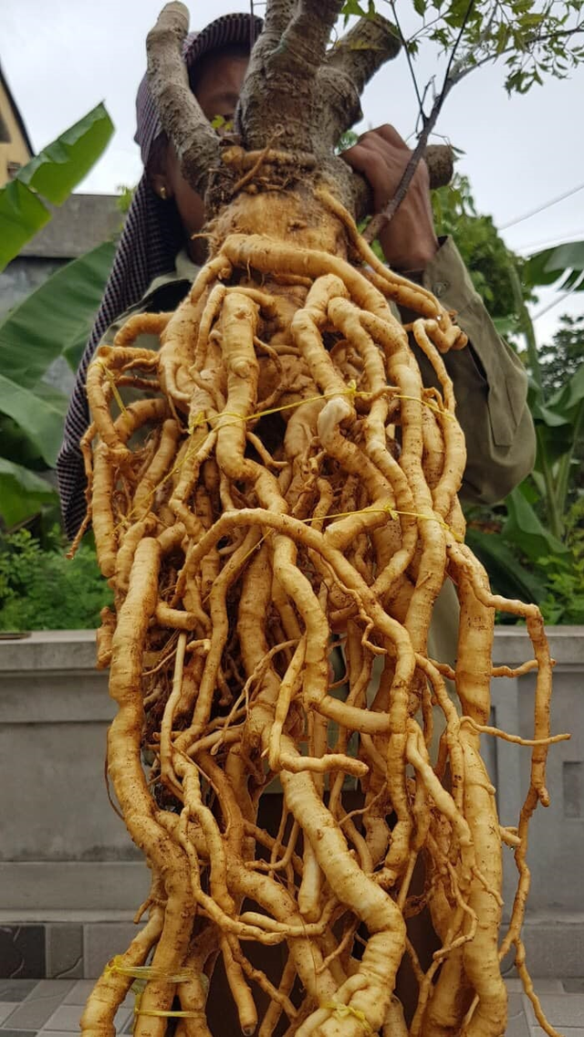 Vì sao đinh lăng được ví như 'nhân sâm của người nghèo'? - Hình 5 Vi sao dinh lang duoc vi nhu 'nhan sam cua nguoi ngheo'?-Hinh-5