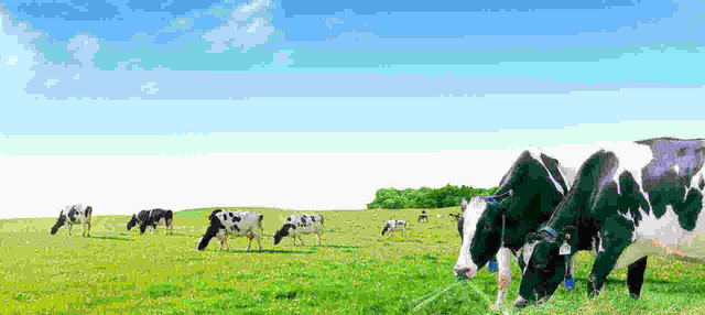 Năm 2020, Vinamilk đặt kế hoạch lợi nhuận 10.690 tỷ đồng Nam 2020, Vinamilk dat ke hoach loi nhuan 10.690 ty dong