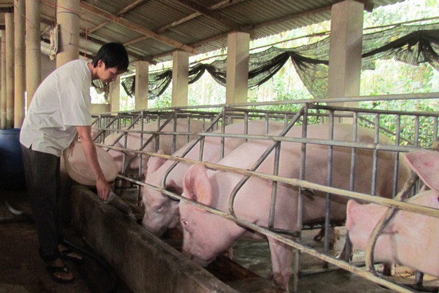 Giá heo hơi hôm nay 4/2: Tiếp tục giảm, nhập thêm 100 nghìn tấn thịt Gia heo hoi hom nay 4/2: Tiep tuc giam, nhap them 100 nghin tan thit