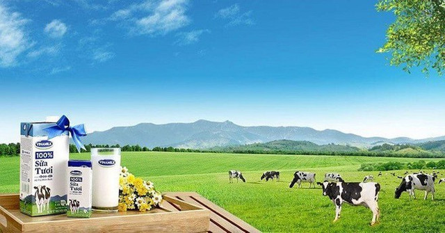 Vinamilk thận trọng về triển vọng quý 4/2020 do Covid-19 và lũ lụt Vinamilk than trong ve trien vong quy 4/2020 do Covid-19 va lu lut