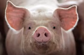 Gia heo hoi hom nay 24/4: On dinh, dich ta chau Phi quay lai o mien Bac