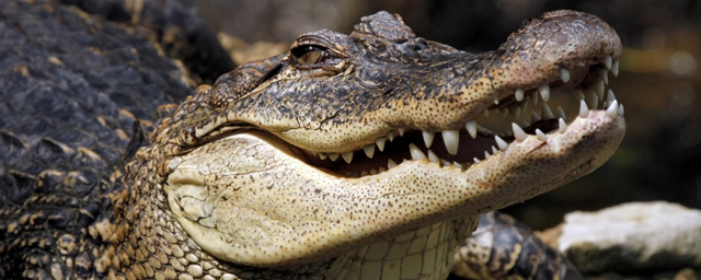 Nhung loai dong vat an thit dong loai-Hinh-4