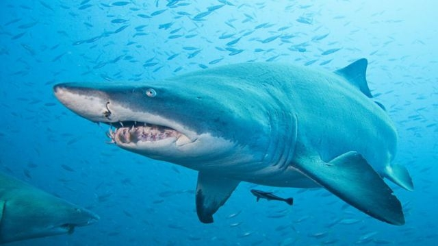 Nhung loai dong vat an thit dong loai-Hinh-2