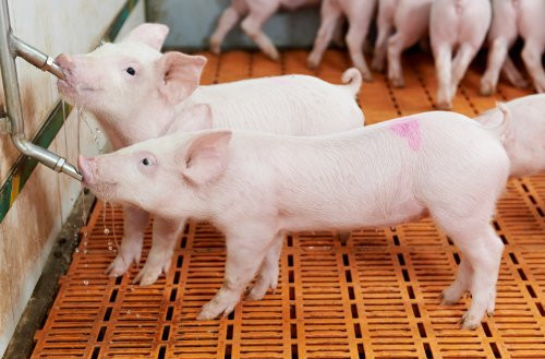 Giá heo hơi hôm nay 25/2: Ngày càng xuống thấp, có nơi về 70.000 đồng/kg Gia heo hoi hom nay 25/2: Ngay cang xuong thap, co noi ve 70.000 dong/kg