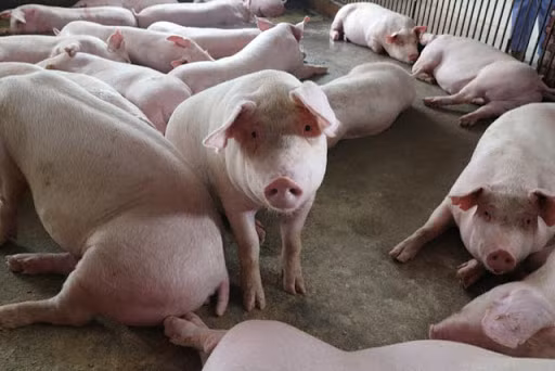 Gia heo hoi hom nay 6/8: Heo song Thai Lan o at tran ve, gia heo tiep da giam