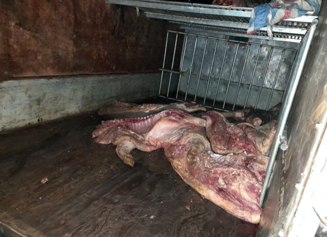 Tuyen Quang: Bat vu van chuyen gan 1 tan lon mac dich ta heo chau Phi