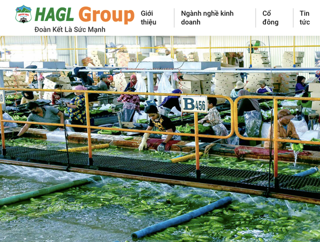 HAG báo lãi tháng 1 gần 99 tỷ đồng, giá chuối và sản lượng tăng cao HAG bao lai thang 1 gan 99 ty dong, gia chuoi va san luong tang cao