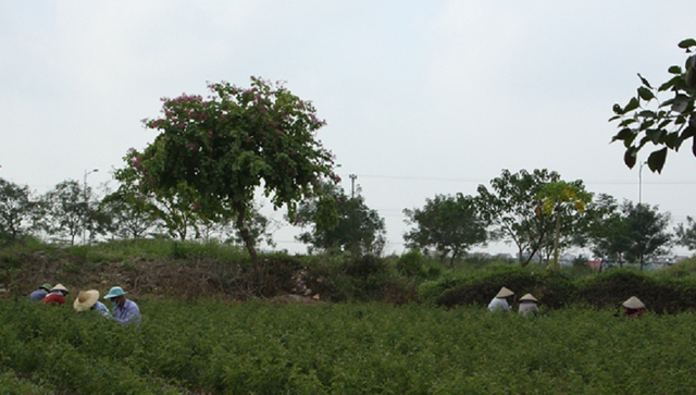 Những dự án khu đô thị nào đang bị bỏ hoang tại Mê Linh? - Hình 4 Nhung du an khu do thi nao dang bi bo hoang tai Me Linh?-Hinh-4