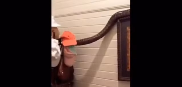 Tran dai hon 3 met dot nhap vao phong ngu cua mot gia dinh-Hinh-5