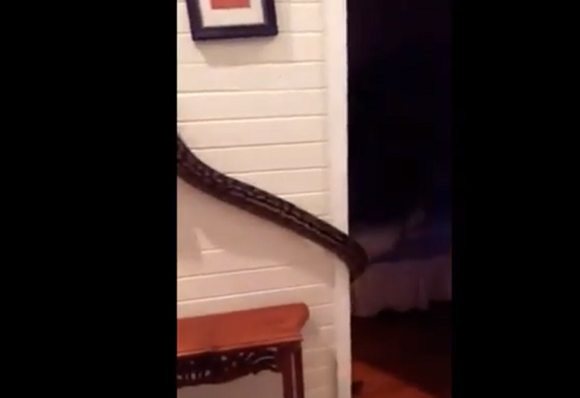 Tran dai hon 3 met dot nhap vao phong ngu cua mot gia dinh-Hinh-4