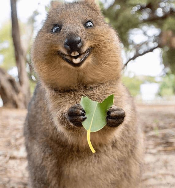Kangaroo ngủ cũng cười là loài động vật vui vẻ nhất hành tinh Kangaroo ngu cung cuoi la loai dong vat vui ve nhat hanh tinh